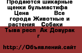 Продаются шикарные щенки бульмастифа › Цена ­ 45 000 - Все города Животные и растения » Собаки   . Тыва респ.,Ак-Довурак г.